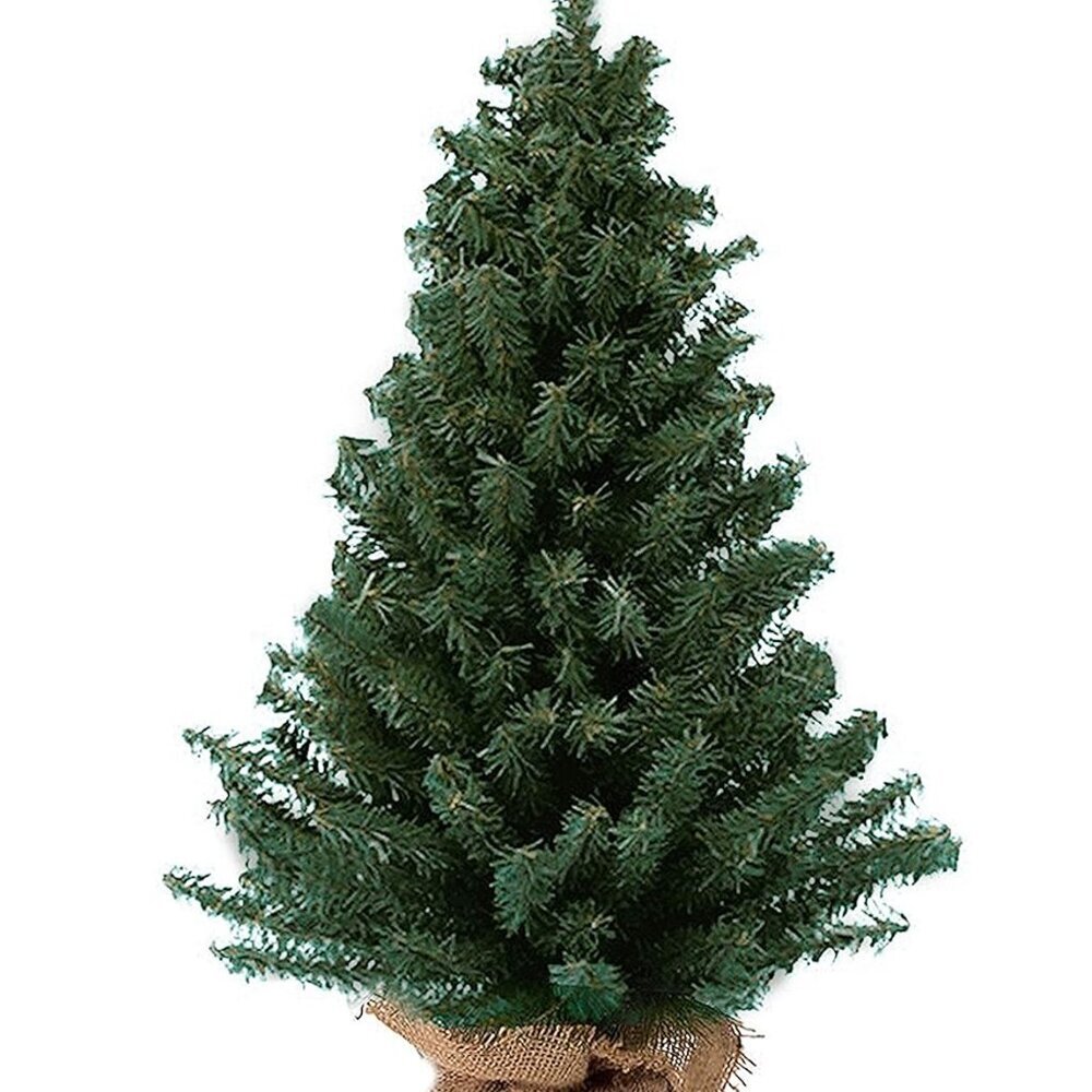 12 Miniature Pine Tree
